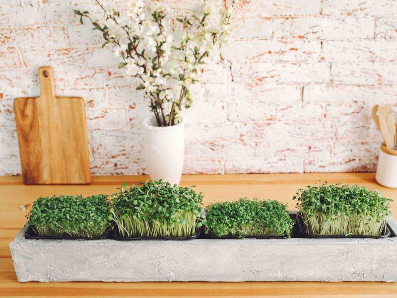 Como Usar Plantas Na Decoração - Um Guia Com Espécies 2 COMO USAR PLANTAS NA DECORAÇÃO DOS AMBIENTES, IMAGEM MOSTRA UMA BANCADA DE COZINHA DE MADEIRA CLARA COM ARRANJOS DE PLANTAS E FLORES EM UMA FLOREIRA RETANGULAR E UM VASO, ATRAS UMA TABUA DE CORTAR CARNES E AO FUNDO UMA PAREDE DE TIJOLINHO PINTADA DE BRANCO