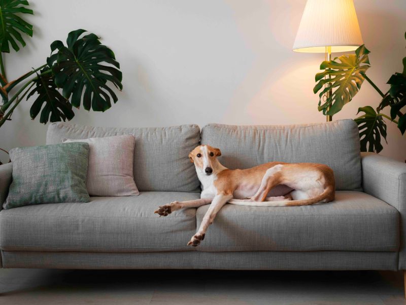 6 Dicas de Como Decorar Casa com Pet: Um lar feliz para todos! 1 decorar casa com pet, imagem mostra um cachorro deitado num sofa cinza. no sofa ha 2 almofadas. dos dois lados do sofa ha vaso com planta e uma luminaria
