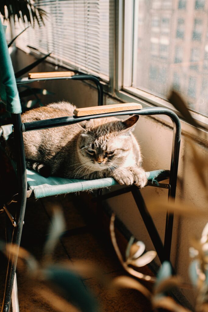 6 Dicas de Como Decorar Casa com Pet: Um lar feliz para todos! 2 decorar casa com pet, imagem mostra foto de um gato deitado em uma cadeira que esta proxima a janela. Entra sol no ambiente
